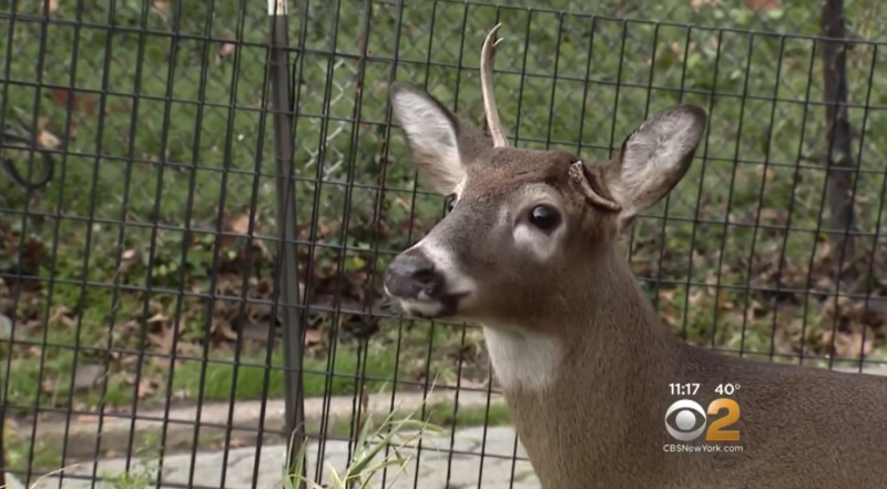 Screenshot via CBS New York